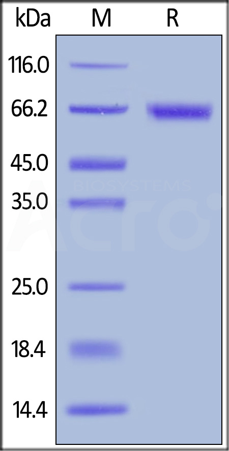 RO1-H82E6-sds