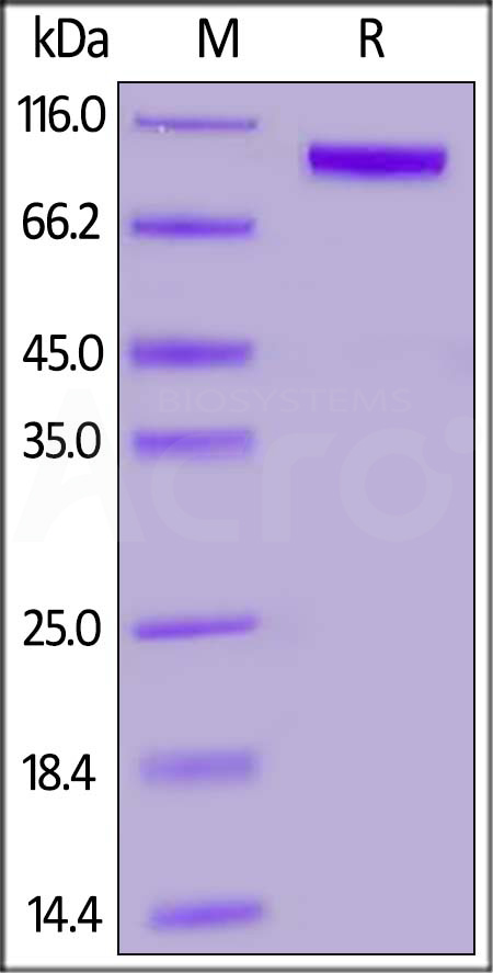 RO1-H82F4-sds