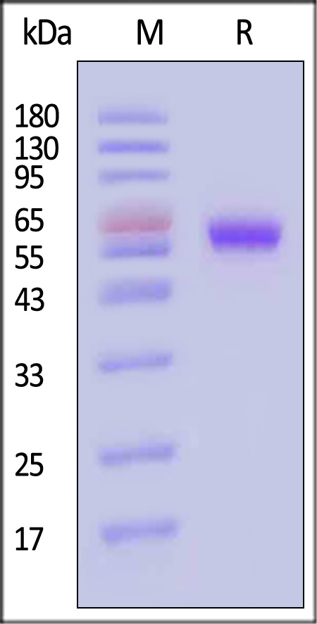 ROR1 SDS-PAGE