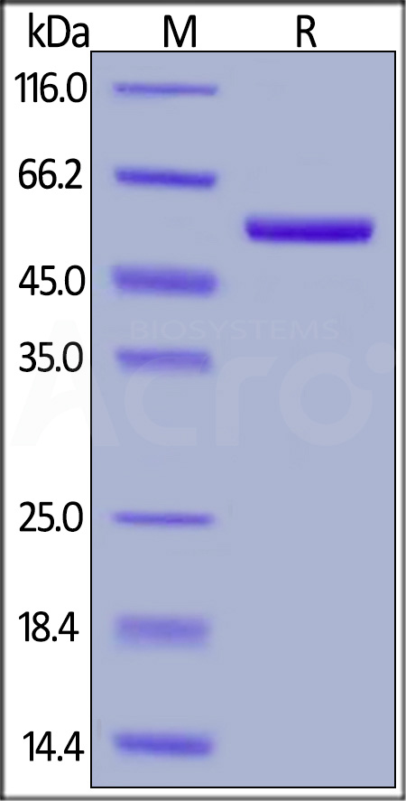 RO2-H82E3-sds