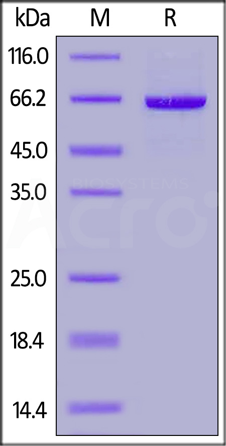 Serum Albumin SDS-PAGE