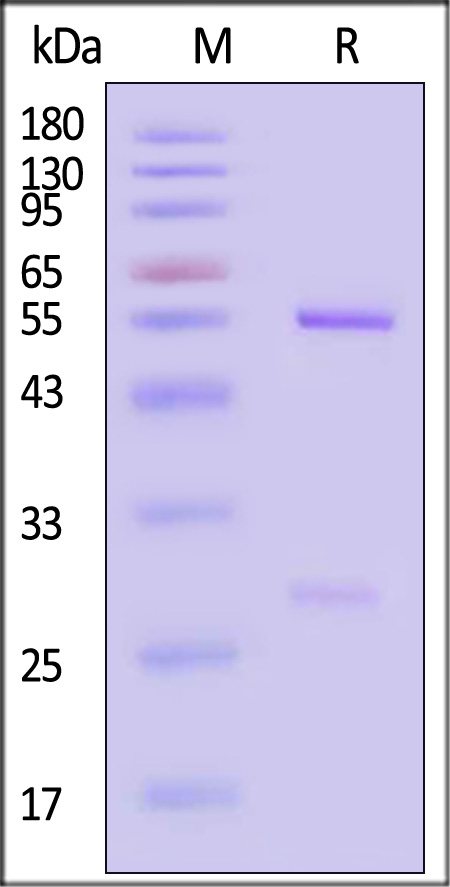 RSV-post-F0 SDS-PAGE