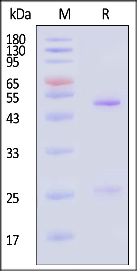 RSV-post-F0 SDS-PAGE