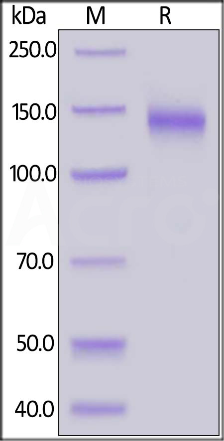 Spike S1 SDS-PAGE