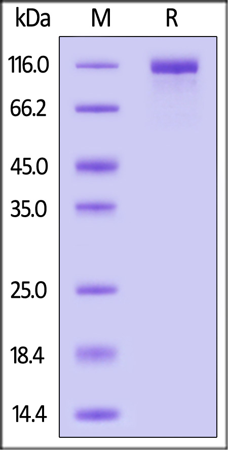 Spike S1 SDS-PAGE