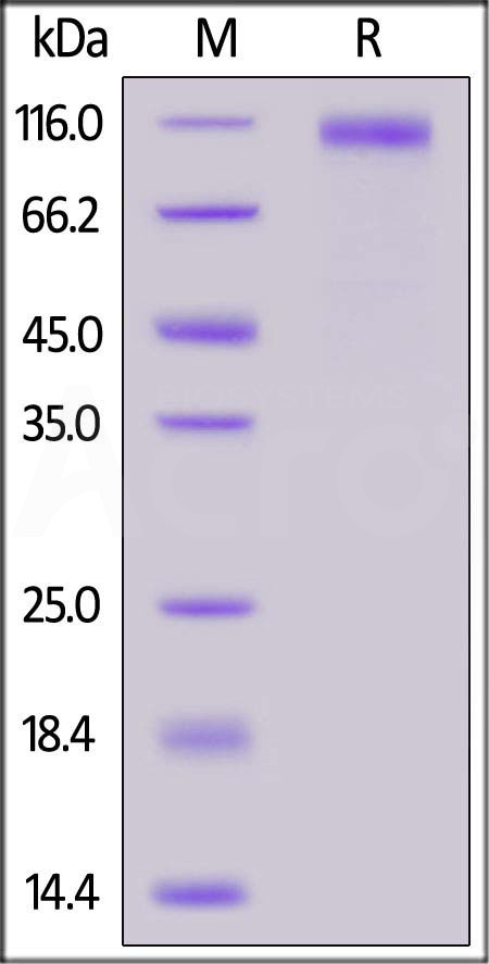 Spike S1 SDS-PAGE