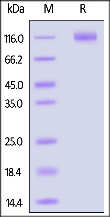 Spike S1 SDS-PAGE