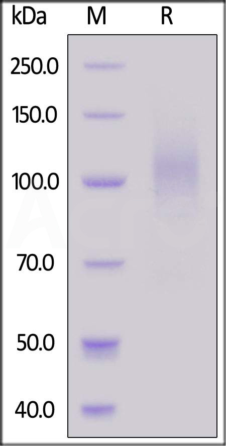 S1N-C82E4-sds