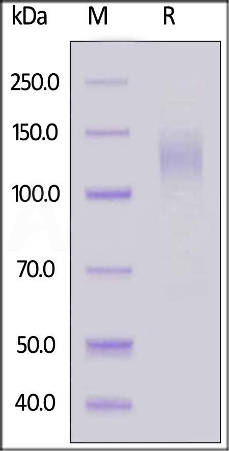 Spike S1 SDS-PAGE