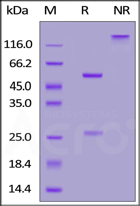 Spike RBD SDS-PAGE