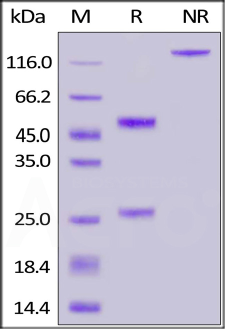 S1N-S58A1-sds