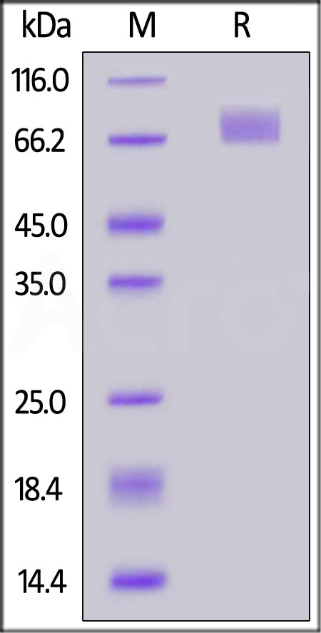 Spike S2 SDS-PAGE