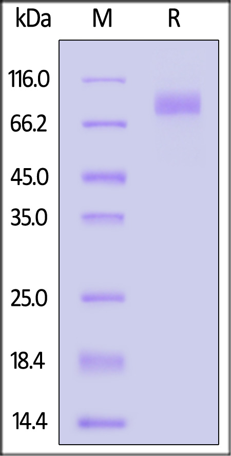 Spike S2 SDS-PAGE