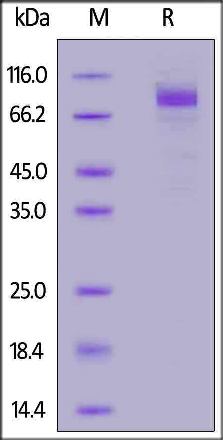 SC1-H5258-sds