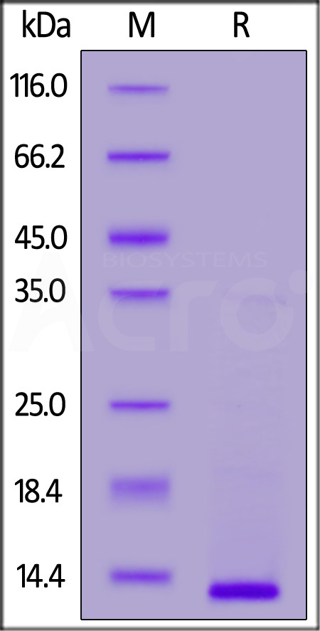 Human SDF-1, His Tag (Cat. No. SD1-H5143) SDS-PAGE gel