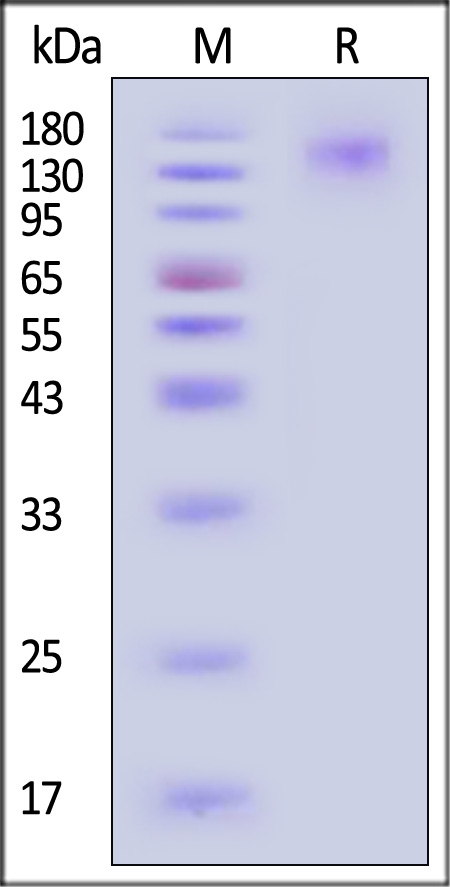 SE6-C52H4-sds