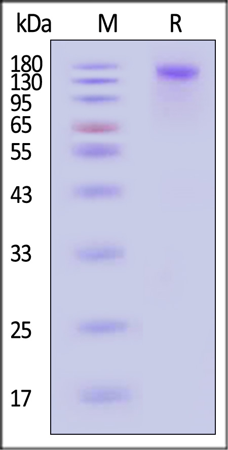 SE6-H52H5-sds