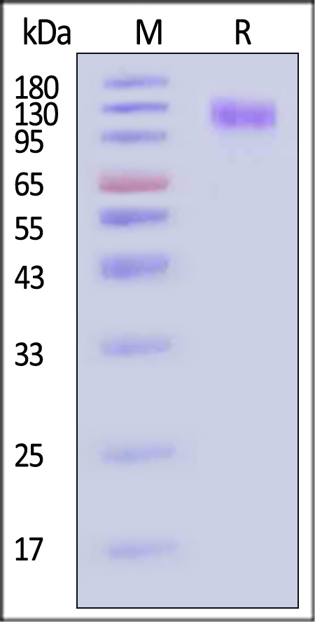 SEZ6 SDS-PAGE