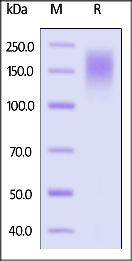 SEZ6 SDS-PAGE