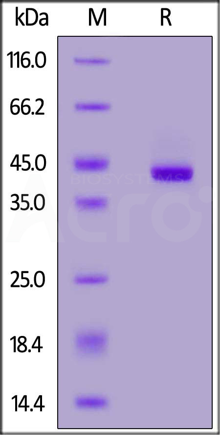 Serpin B9 SDS-PAGE