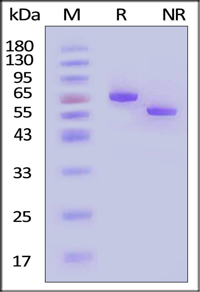 Serum Albumin SDS-PAGE