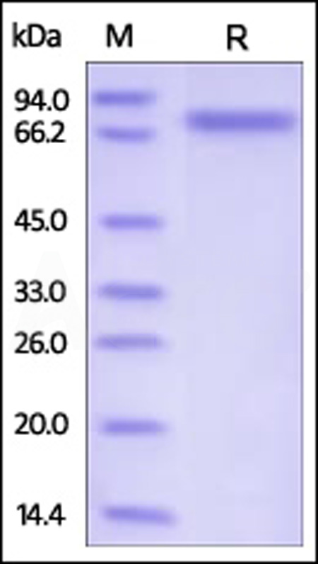 Semaphorin 4A SDS-PAGE