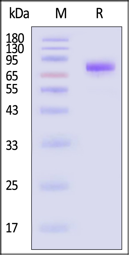 Siglec-10 SDS-PAGE