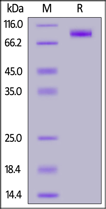 Siglec-2 SDS-PAGE