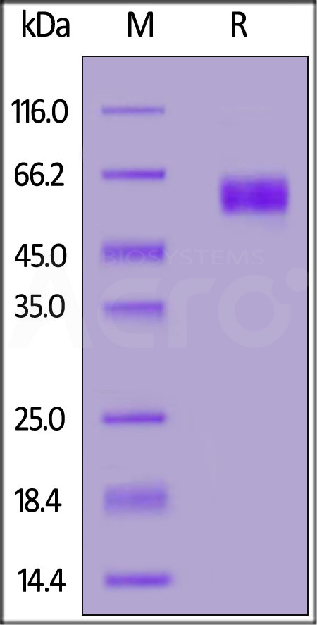 Biotinylated Human SIRP alphaV2, His,Avitag (Cat. No. SI2-H82W8) SDS-PAGE gel