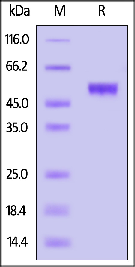 SIRP alpha SDS-PAGE