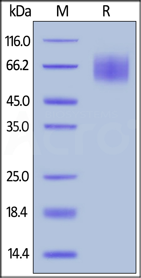 SIRP alpha SDS-PAGE