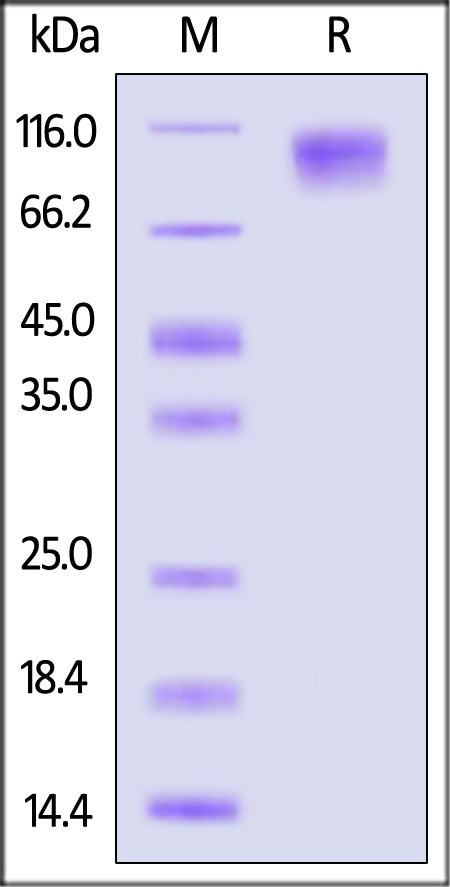 SIRP alpha SDS-PAGE