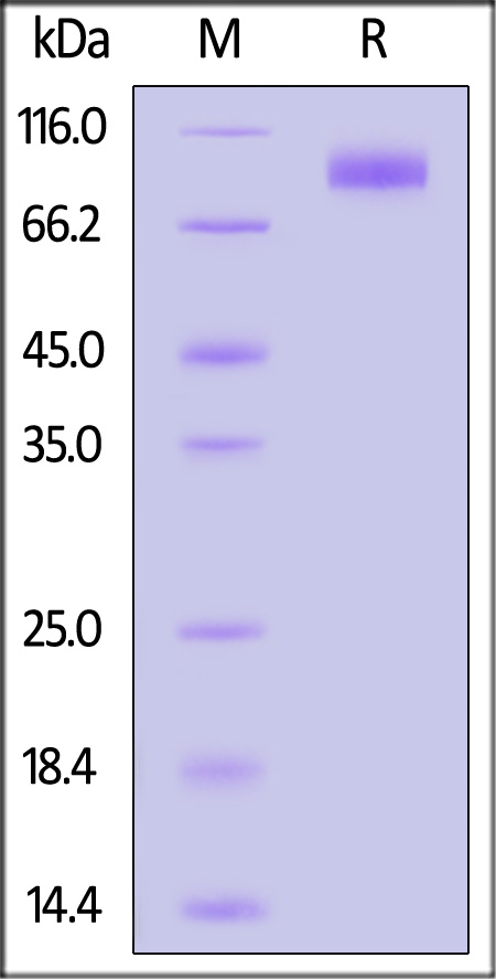 SIRP alpha SDS-PAGE