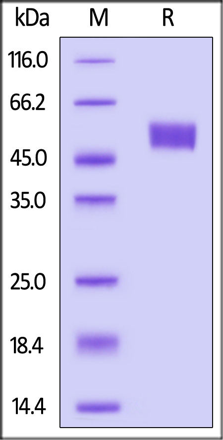 Human SIGIRR, Fc Tag (Cat. No. SIR-H5255) SDS-PAGE gel