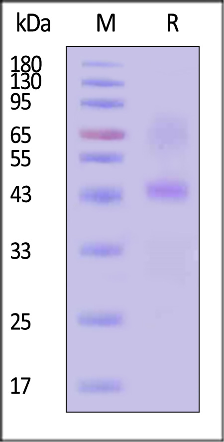 SLC2A1 SDS-PAGE