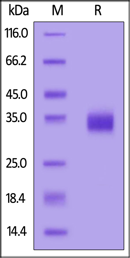 Spike RBD SDS-PAGE