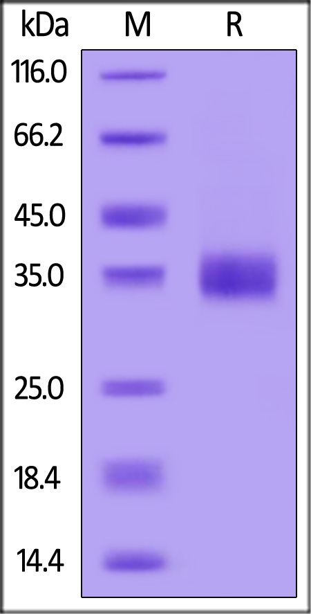 Spike RBD SDS-PAGE