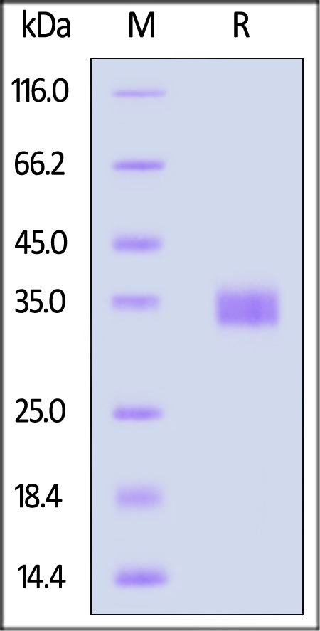 Spike RBD SDS-PAGE