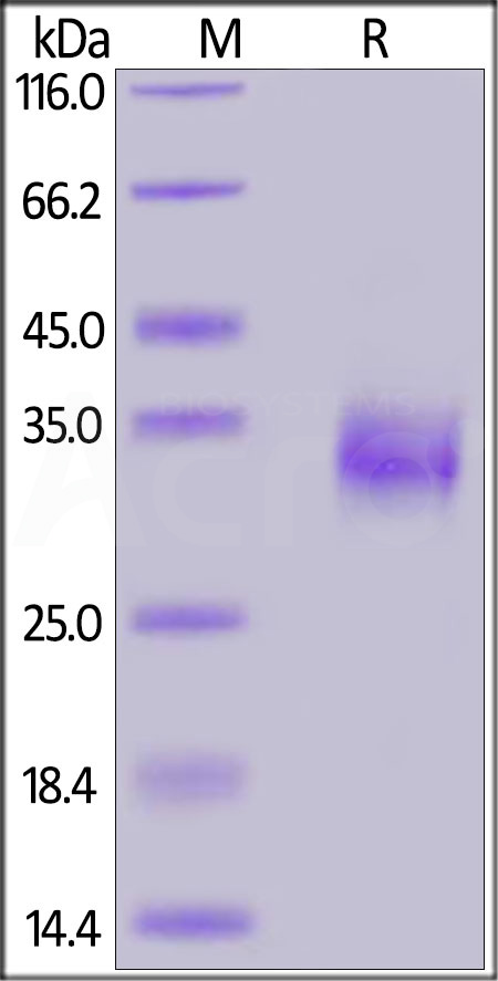 Spike RBD SDS-PAGE