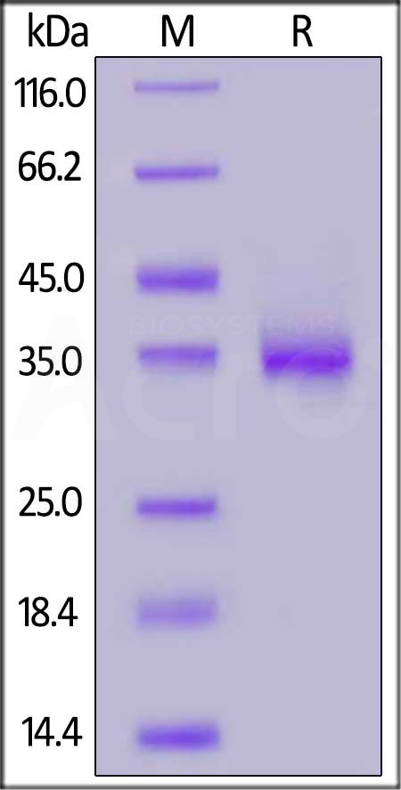 Spike RBD SDS-PAGE