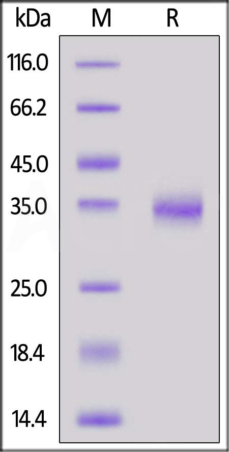 Spike RBD SDS-PAGE