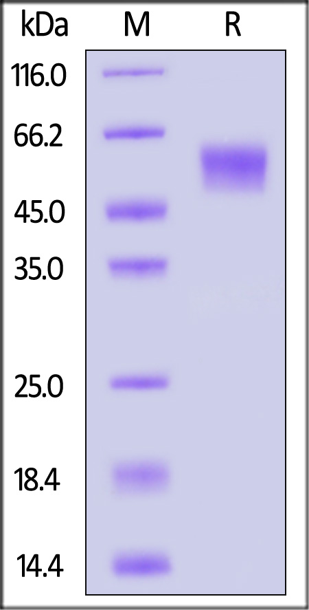 Spike NTD SDS-PAGE