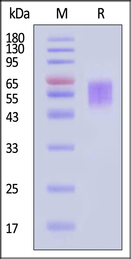 Spike NTD SDS-PAGE