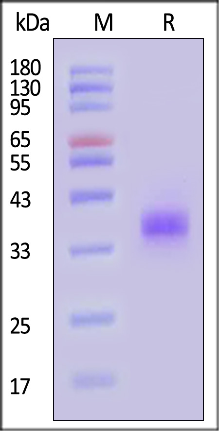 Spike RBD SDS-PAGE