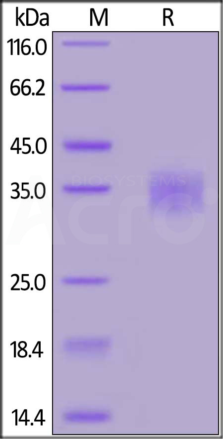 Spike RBD SDS-PAGE