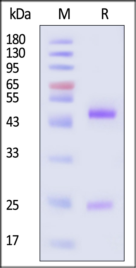 Spike RBD SDS-PAGE