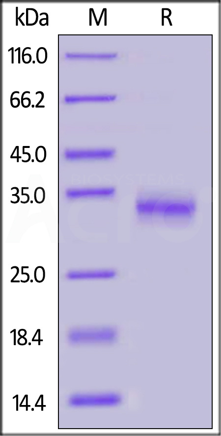 Spike RBD SDS-PAGE