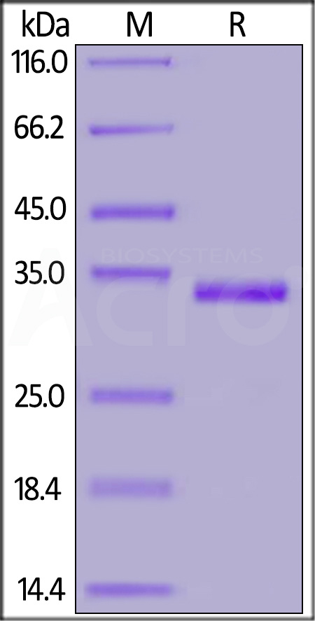 Spike RBD SDS-PAGE