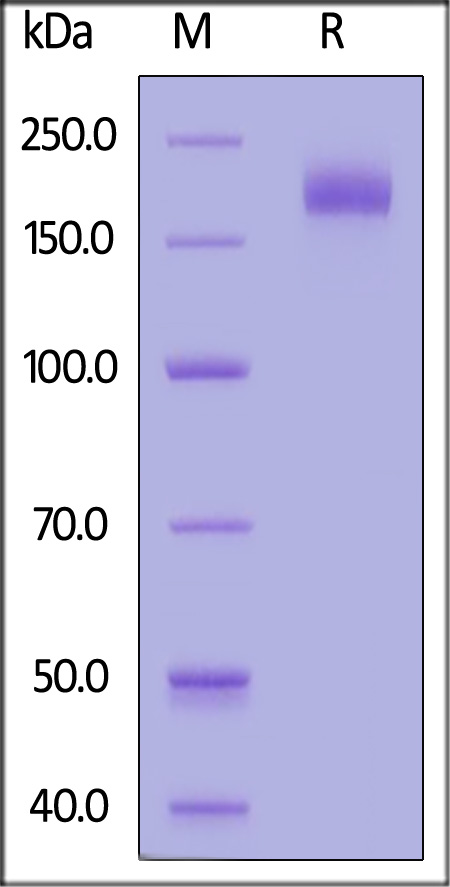 Spike protein SDS-PAGE