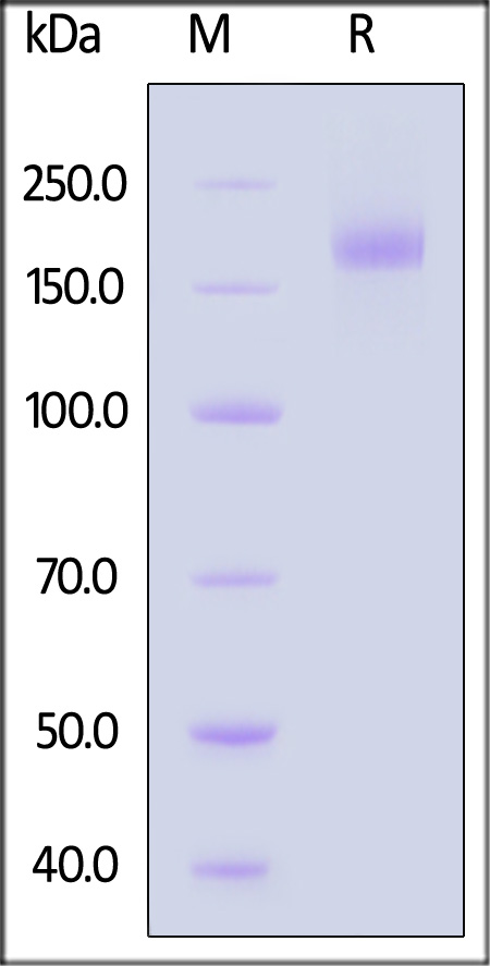 Spike protein SDS-PAGE